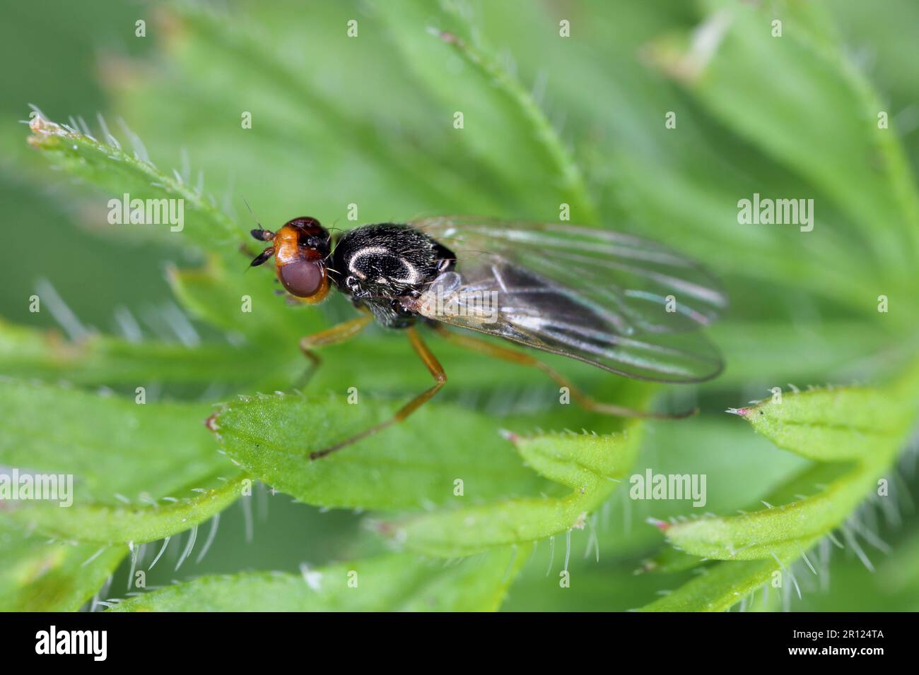 Carrot root fly, Chamaepsila rosae called also Psila rosa. Adult insect on carrot foliage. Stock Photo