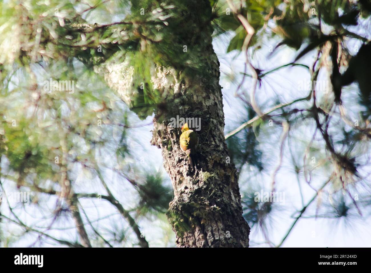 Megalaima asiatica drilling trees into holes like a woodpecker. To build a nest Stock Photo