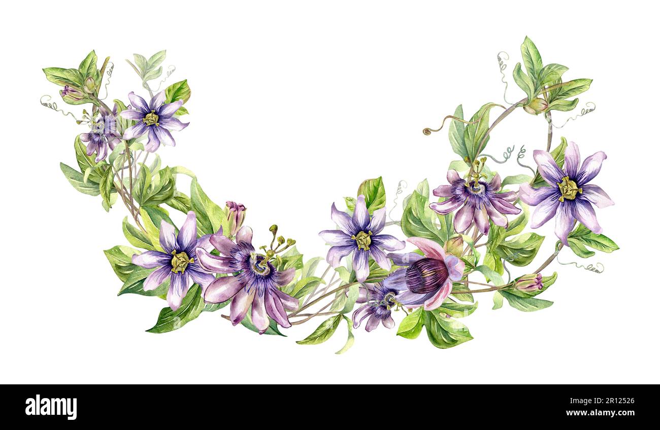 Composition of passion flower plant watercolor illustration isolated on