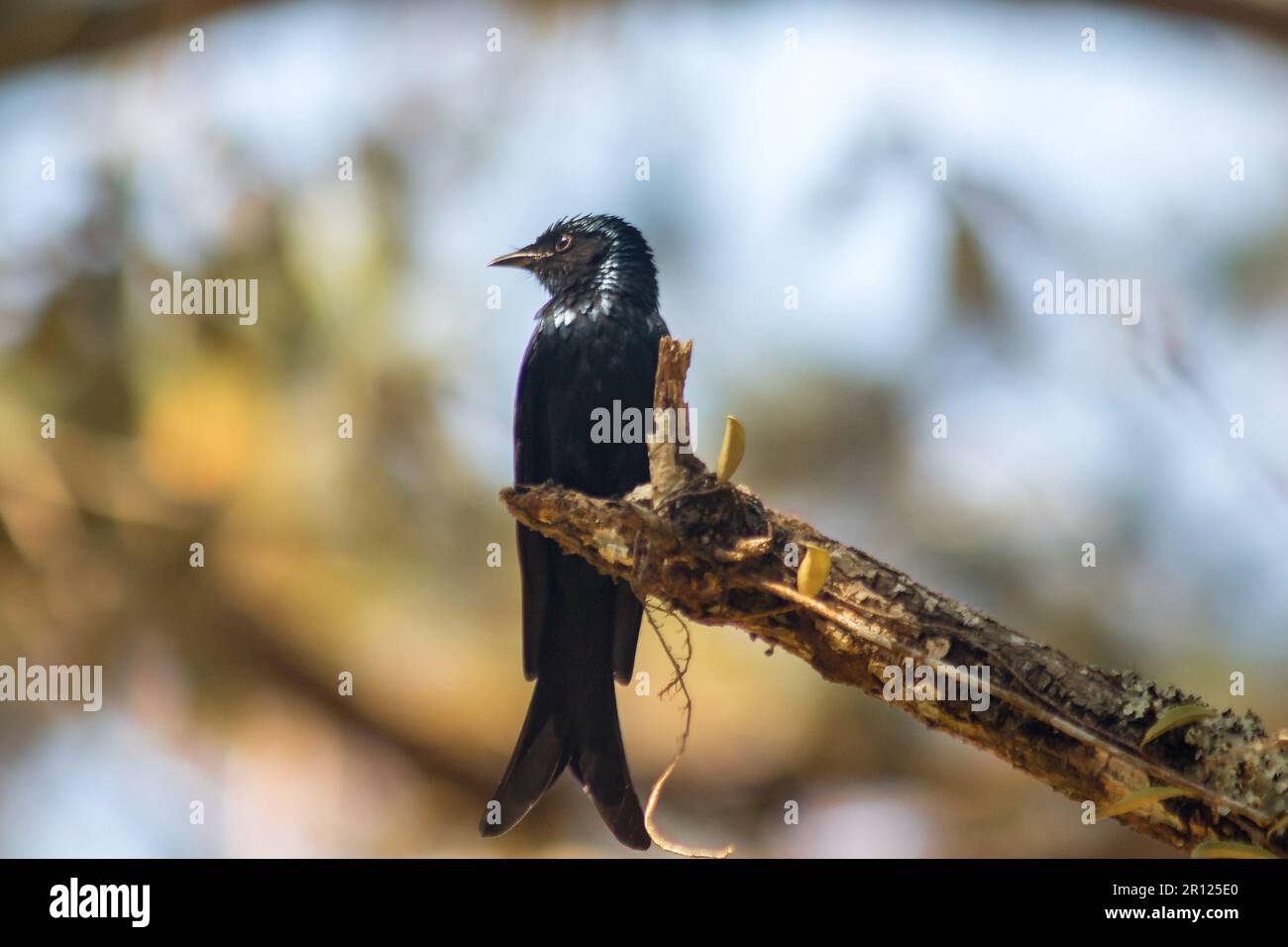 Black Drongo on a branch A small perching bird Black Drongo The hairs all over the body are black. The tip of the tail is pointed like a fish tail. Stock Photo