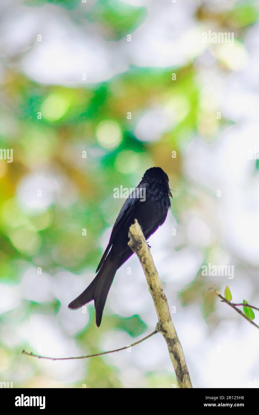 Black Drongo on a branch A small perching bird Black Drongo The hairs all over the body are black. The tip of the tail is pointed like a fish tail. Stock Photo