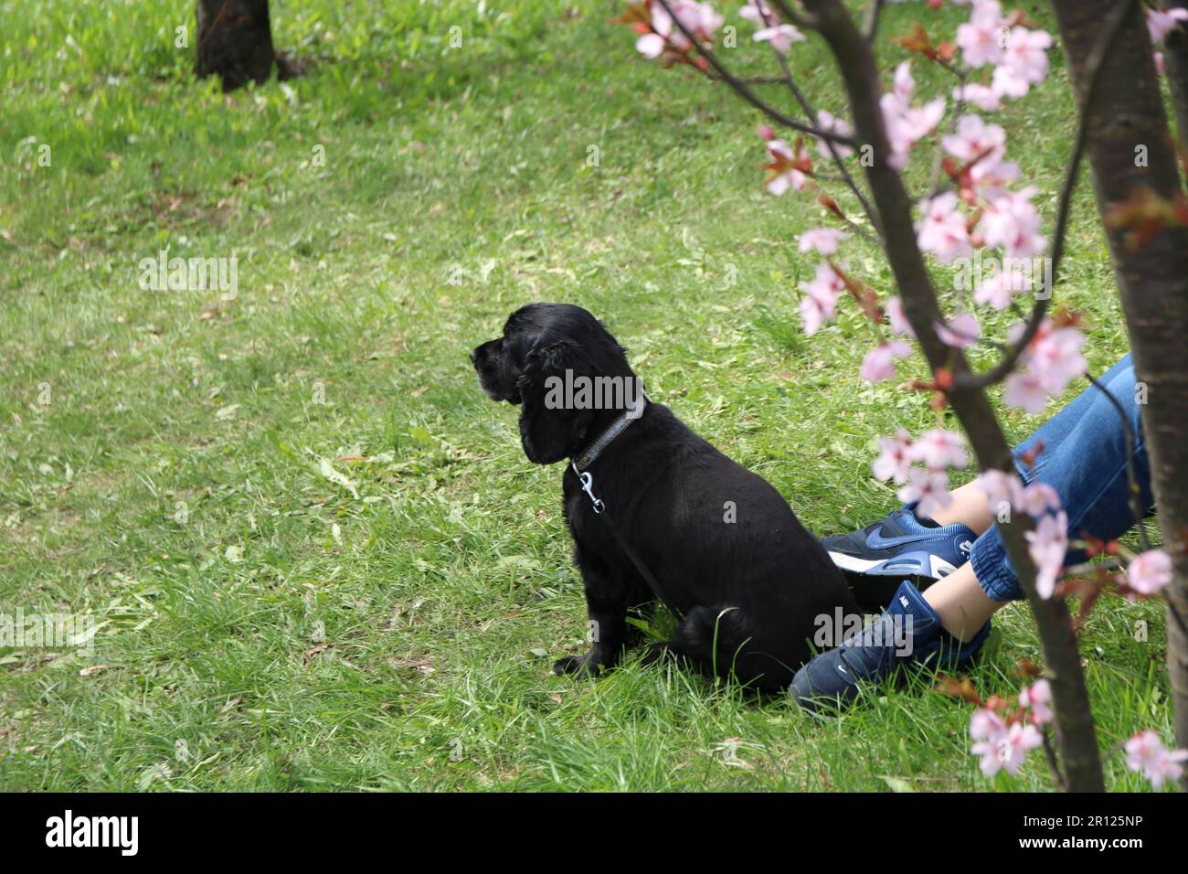 photo of a dog sitting on the grass in a meadow Stock Photo