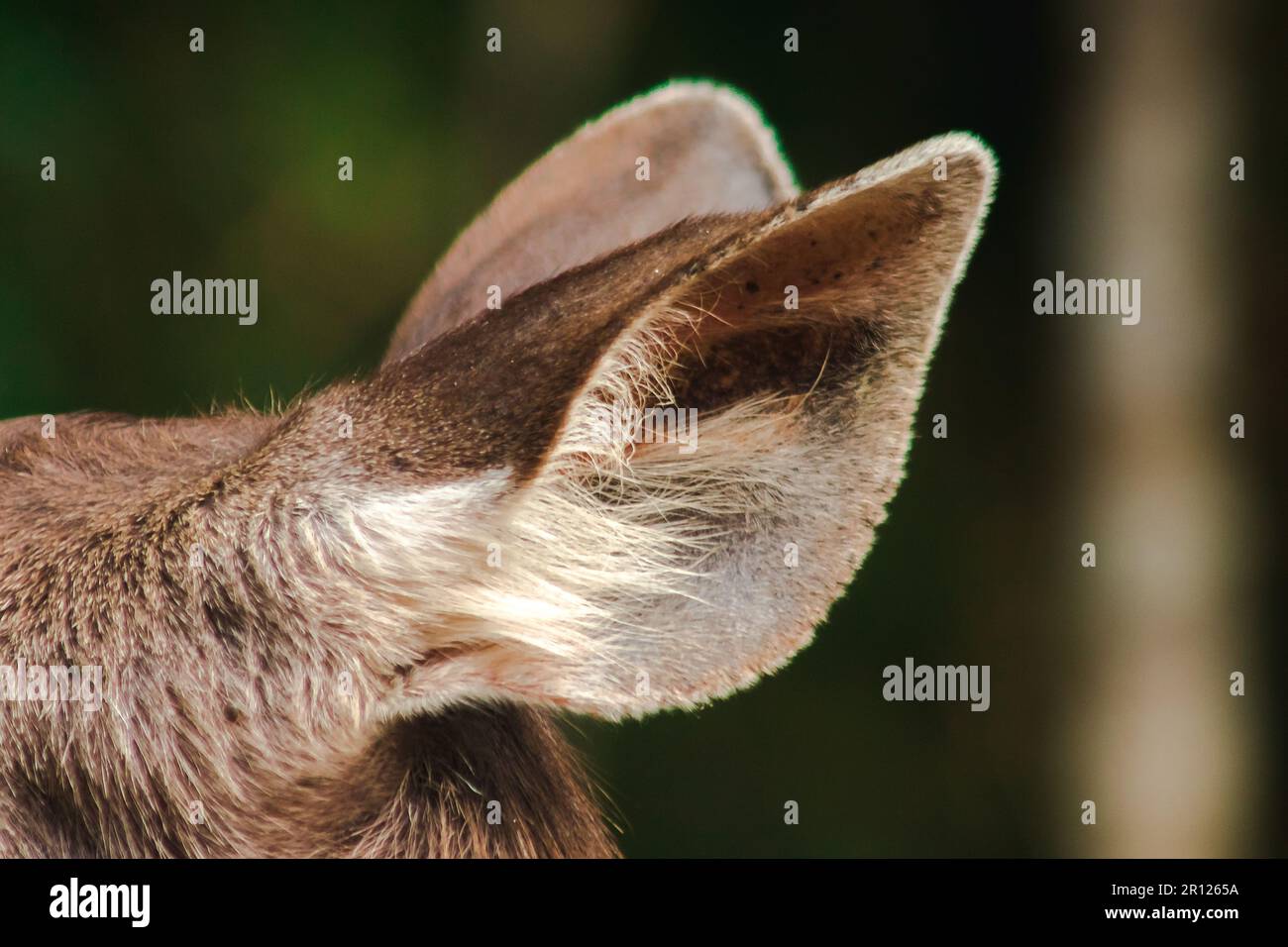 The ears of a fur deer are light brown. Deer fur is rough and stiff Stock Photo Alamy