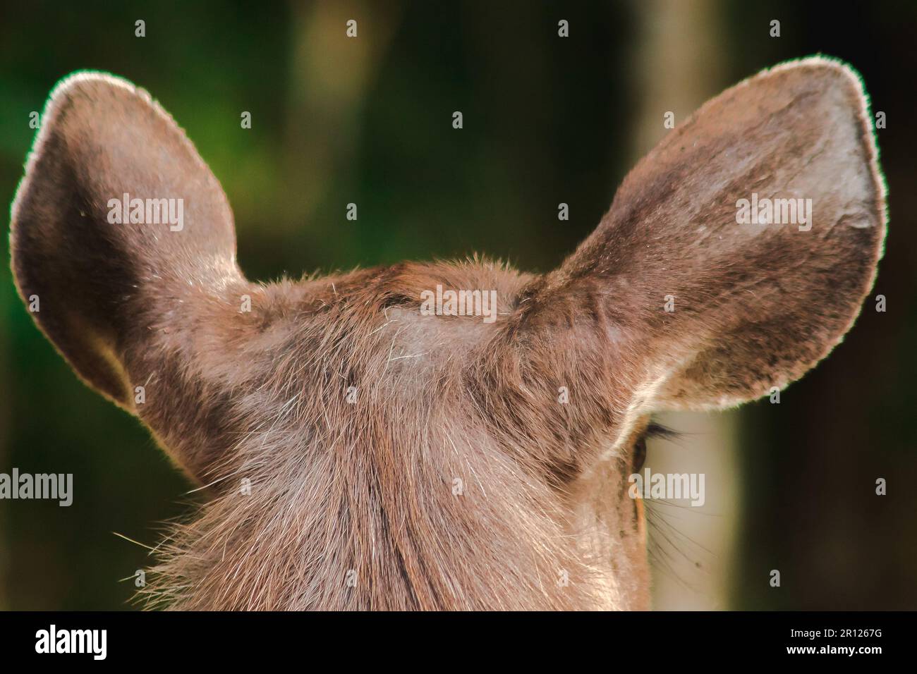 The ears of a fur deer are light brown. Deer fur is rough and stiff