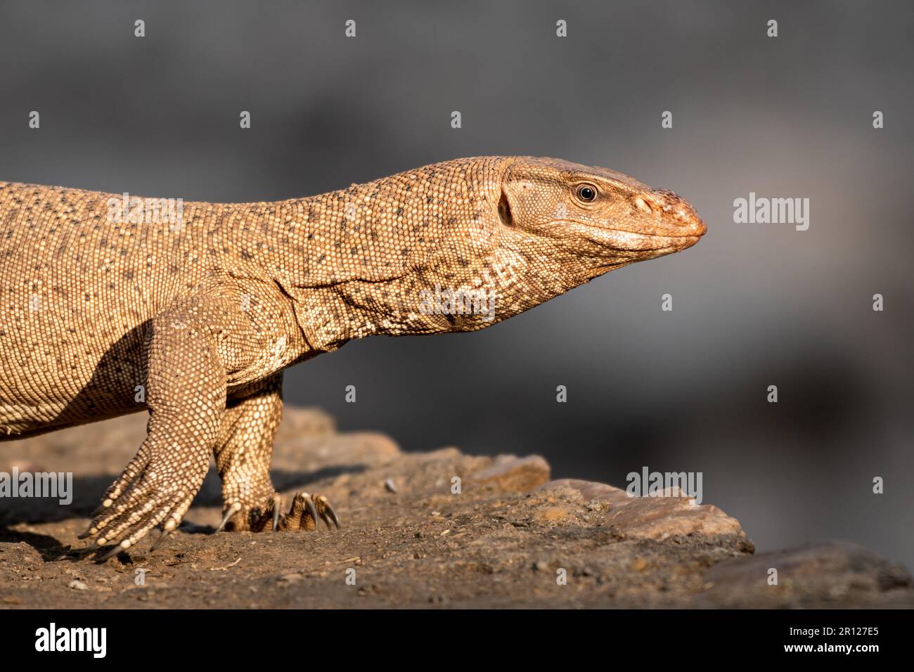 monitor lizard or bengal monitor or common indian monitor or varanus bengalensis extreme closeup or portrait in outdoor wildlife safari at forest Stock Photo