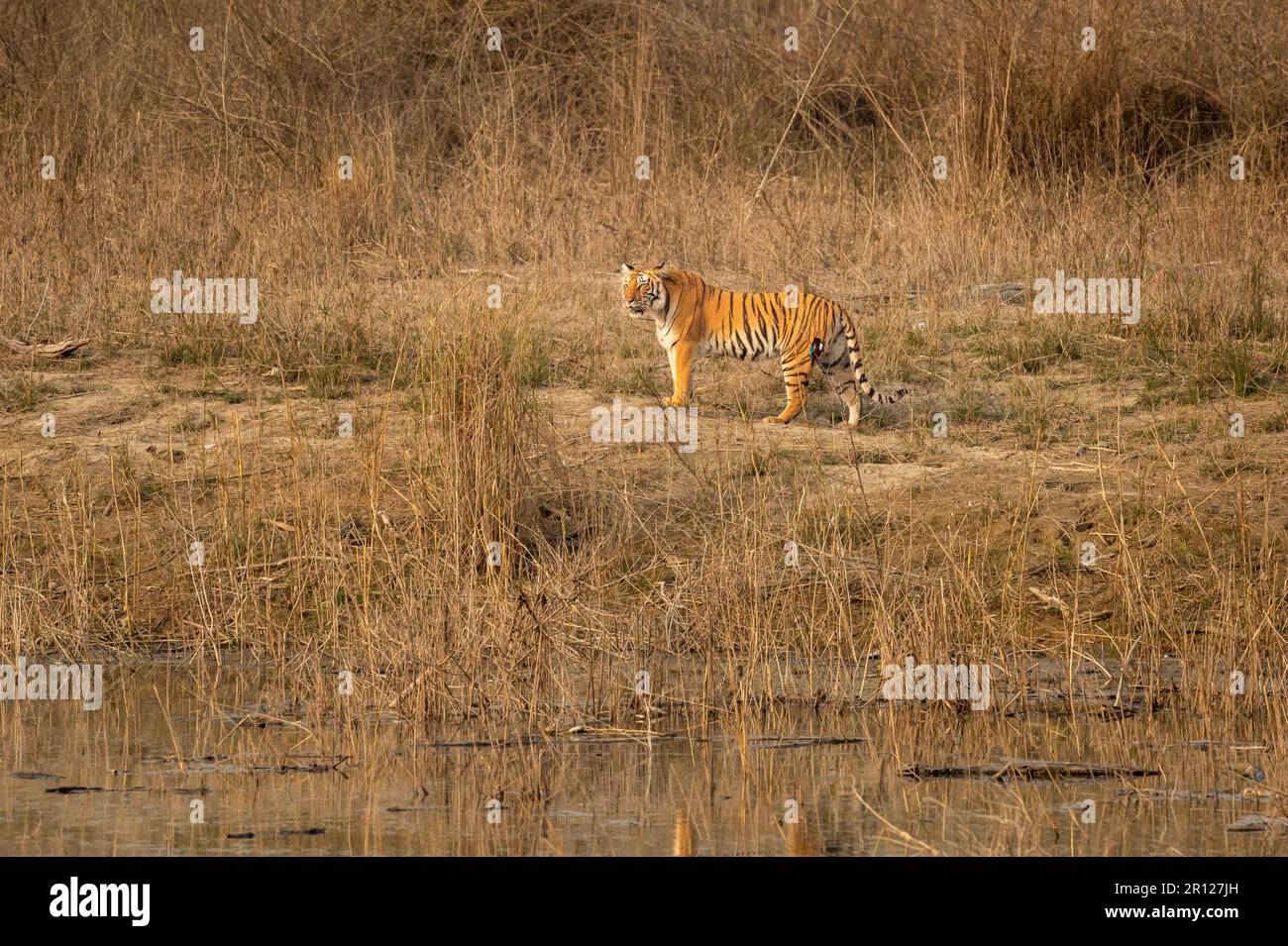 wild female bengal tiger or panthera tigris tigris side profile fixing her gaze or stare on prey in dhikala grassland jim corbett national park india Stock Photo