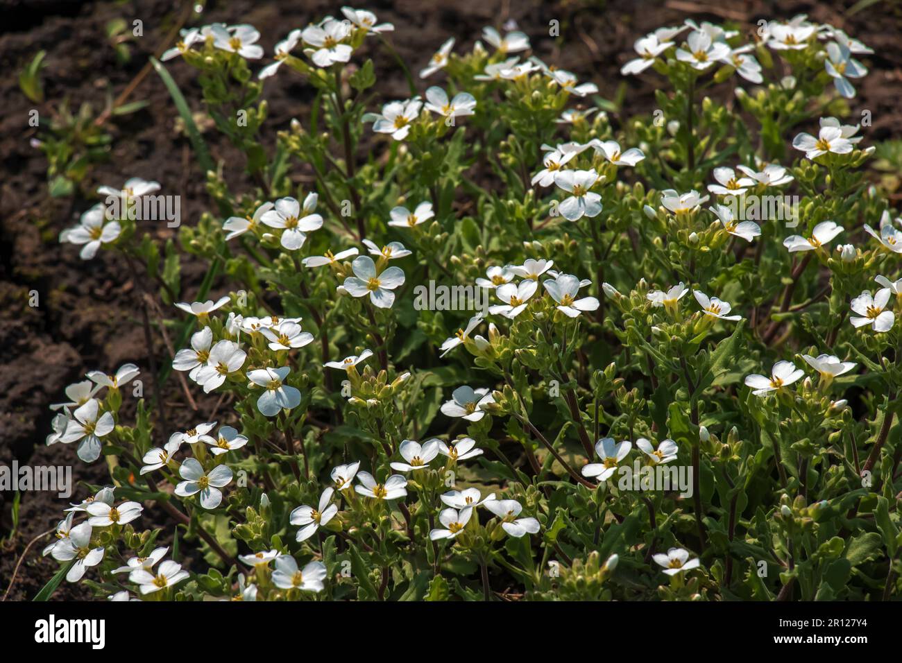 Arabis caucasica arabis mountain rock cress springtime flowering plant, causacian rockcress flowers with white petals in bloom, green leaves Stock Photo