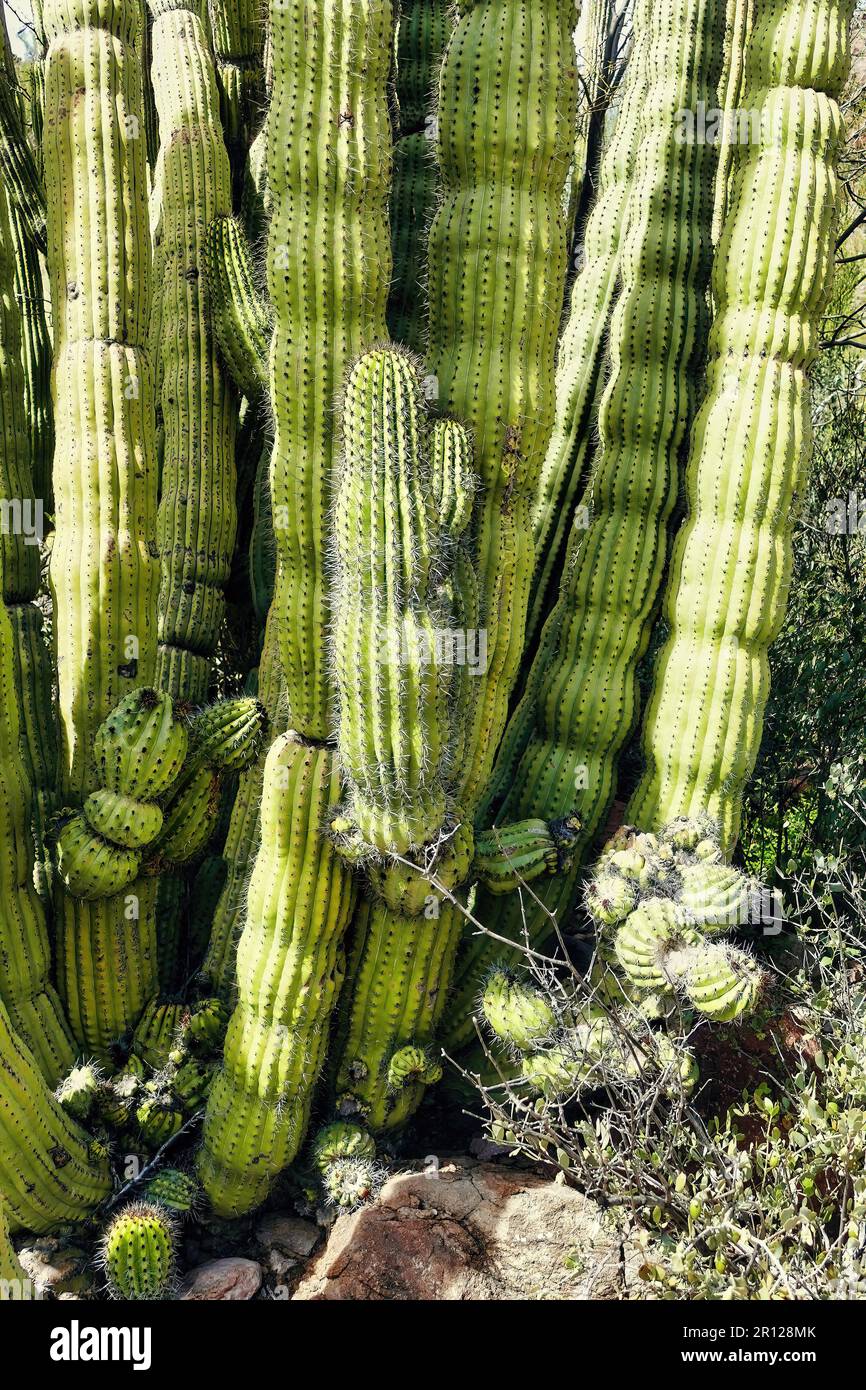 Close-up of an organpipe cactus (Lemaireocereus thurberi) in Organ Pipe Cactus National Monument in the Ajo Mountains, southern Arizona, USA Stock Photo
