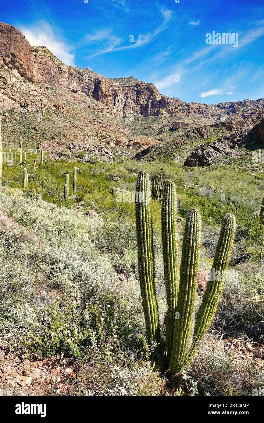 Organ pipe cacti (Lemaireocereus thurberi) in a valley in Organ Pipe Cactus National Monument in the Ajo Mountains, southern Arizona, USA Stock Photo