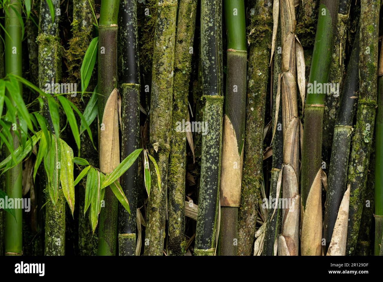Bamboo plants in garden stock photo Stock Photo Alamy