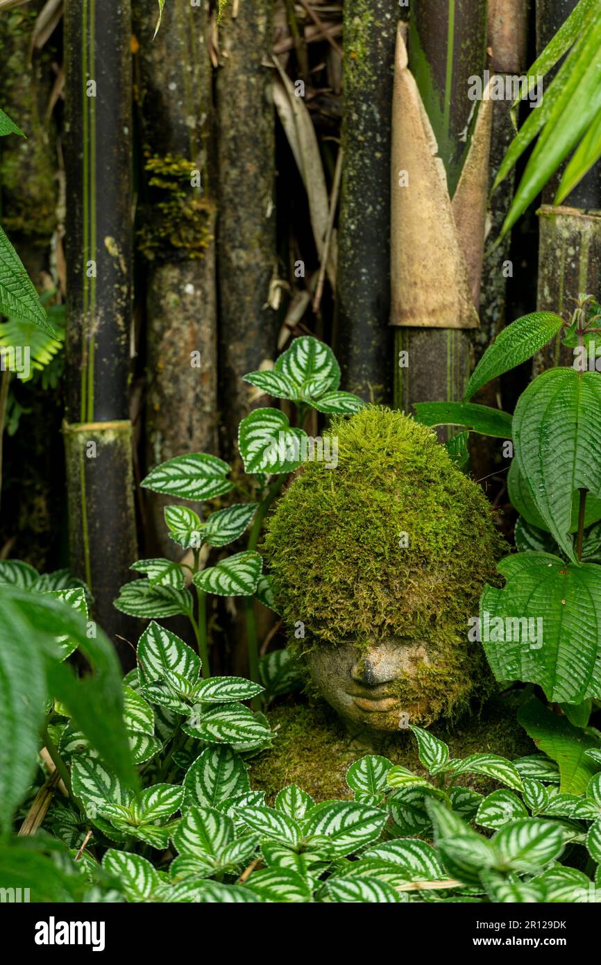 Bamboo plants in garden with a buddha head cover with moss - stock ...