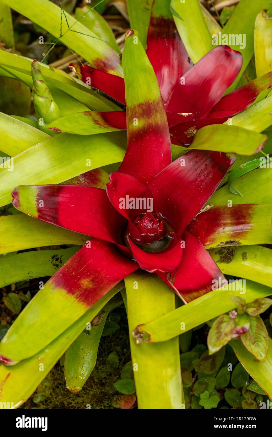 Multi-colored Bromilead (Guzmania) flowers - stock photo Stock Photo