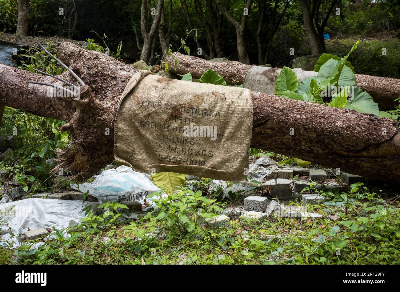 Taipei. 11th May, 2023. Empty Costa Rican coffee bag with Keelung port shipping address hangs from fallen tree in Taipei, Taiwan on 11/05/2023 Climate experts predict that 2023 will be the first year in which coffee crops will start to run into trouble due to rising temperatures by Wiktor Dabkowski Credit: dpa/Alamy Live News Stock Photo