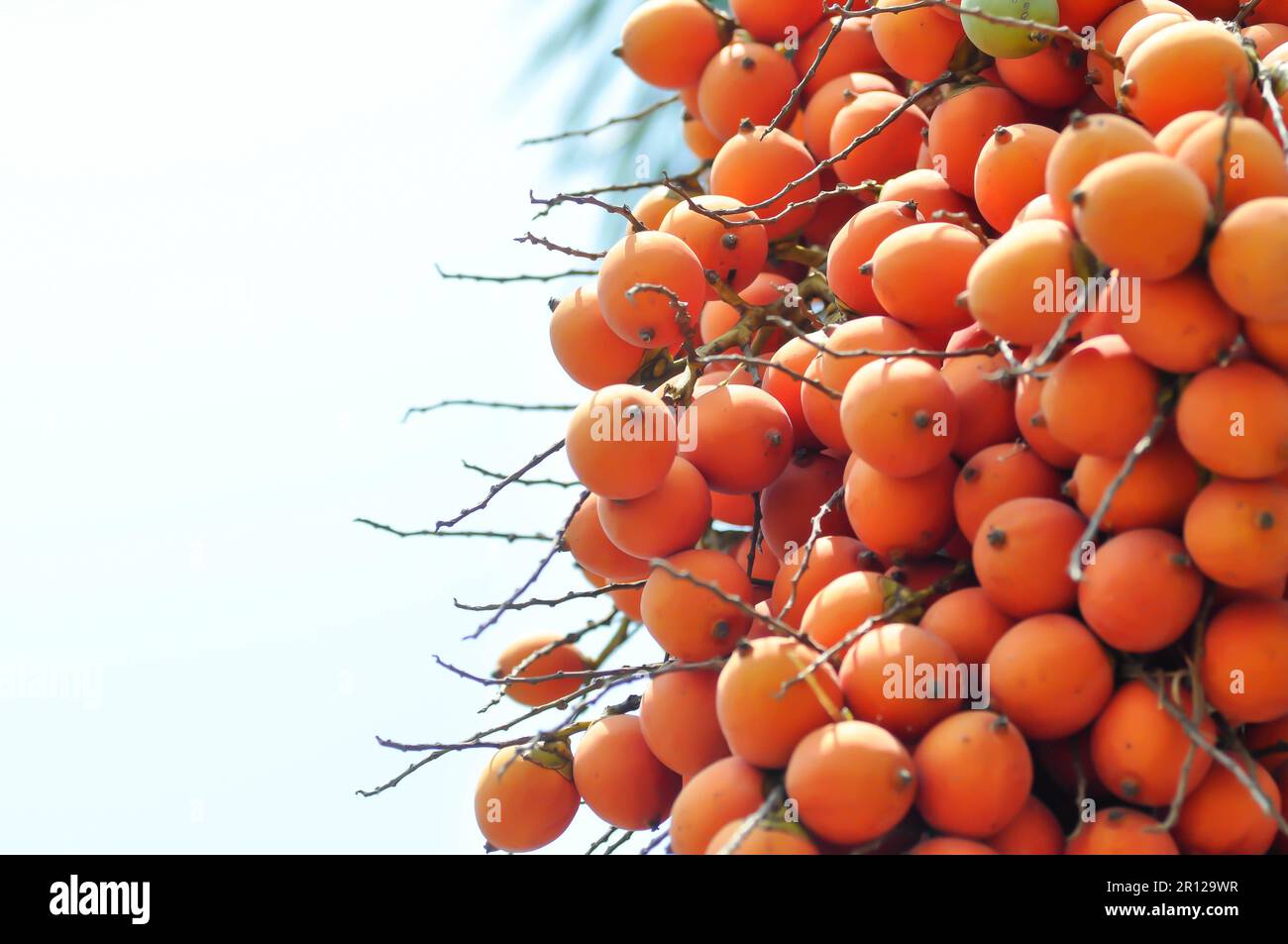 seed of betel palm or betel nut seed Stock Photo