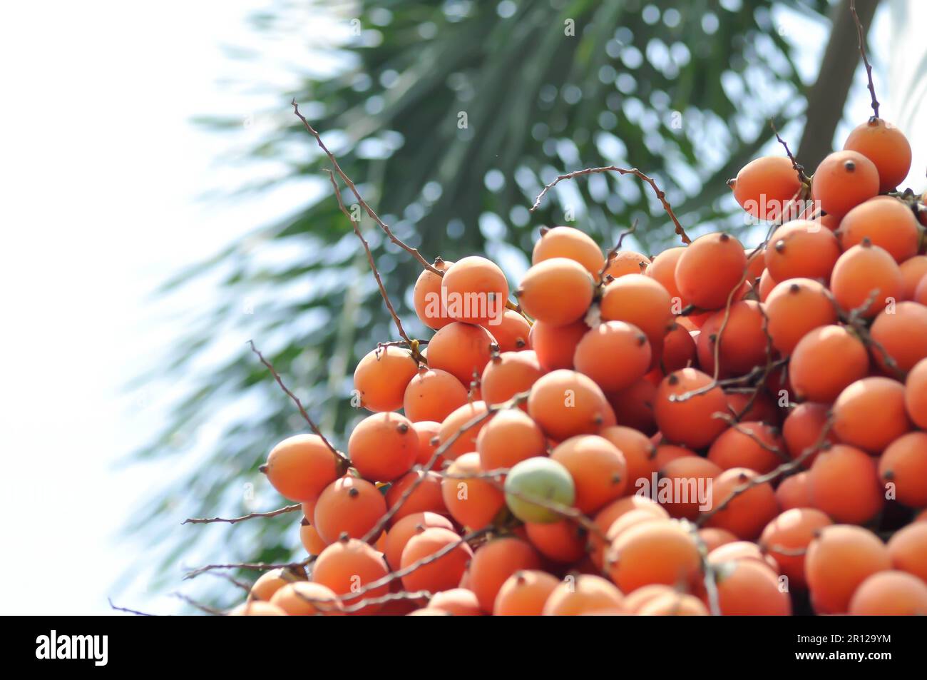 seed of betel palm or betel nut seed Stock Photo