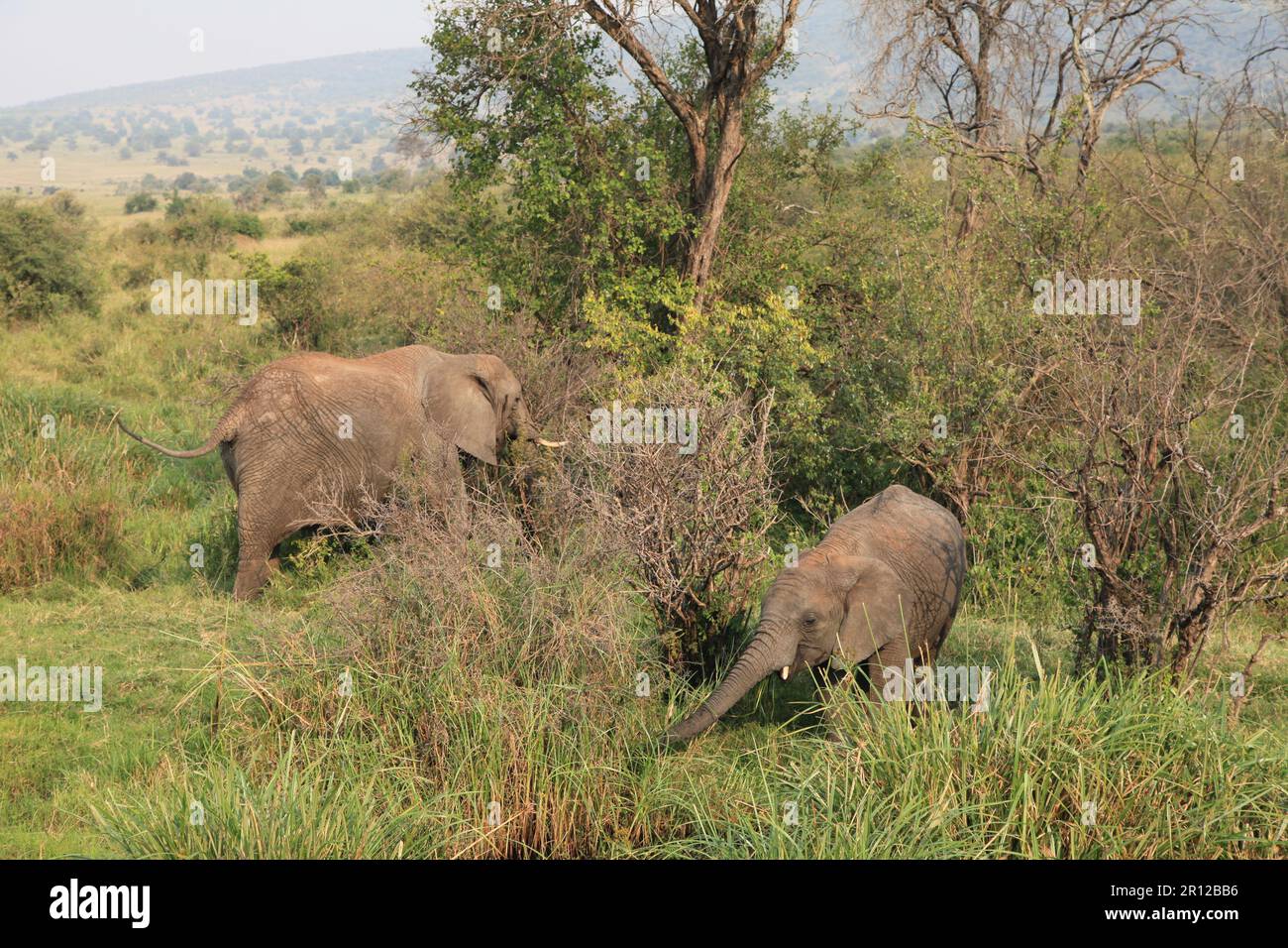 African Elephant with calf on Masai Mara National reserve park Kenya ...