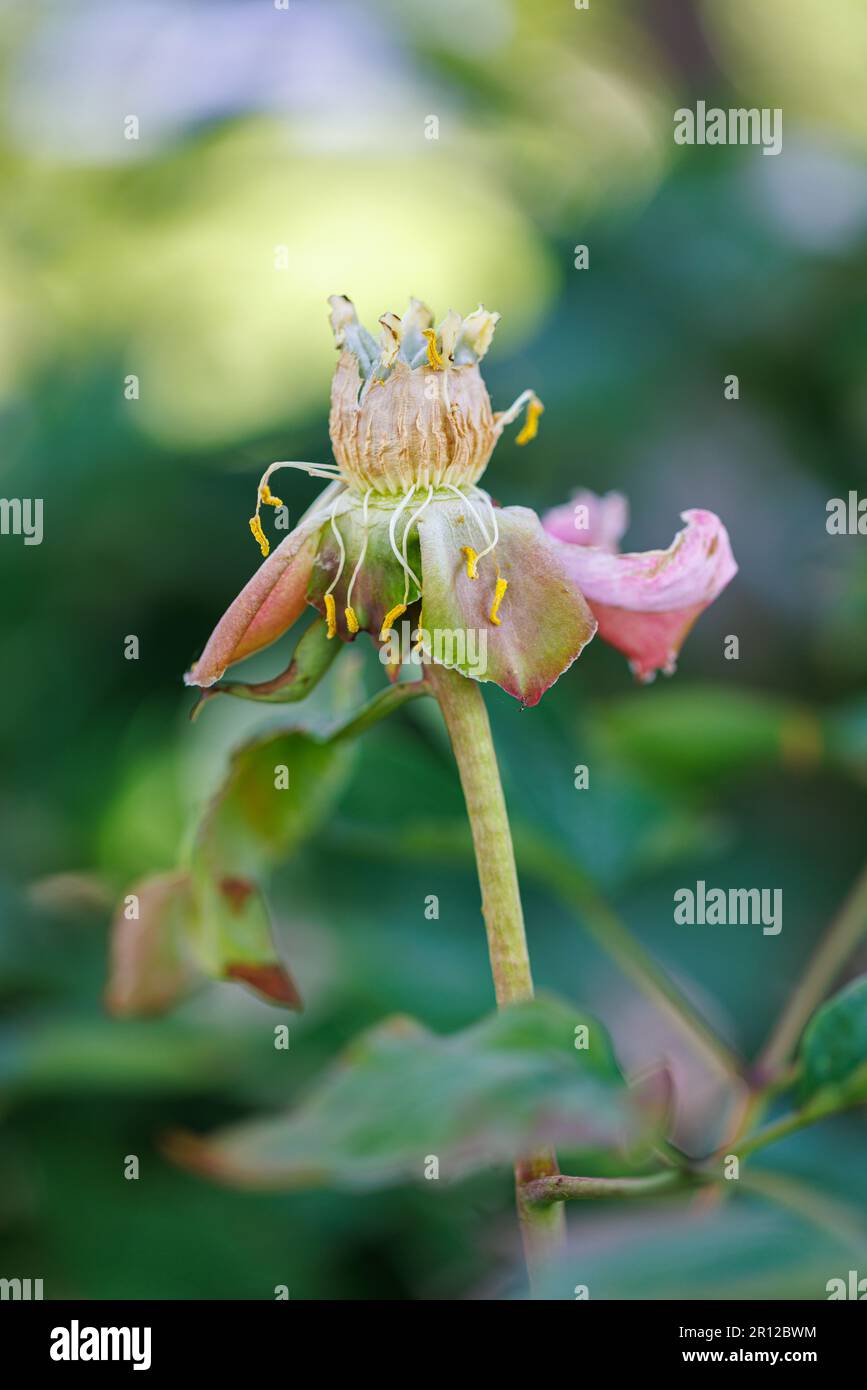 Macro photography of a peony Stock Photo - Alamy