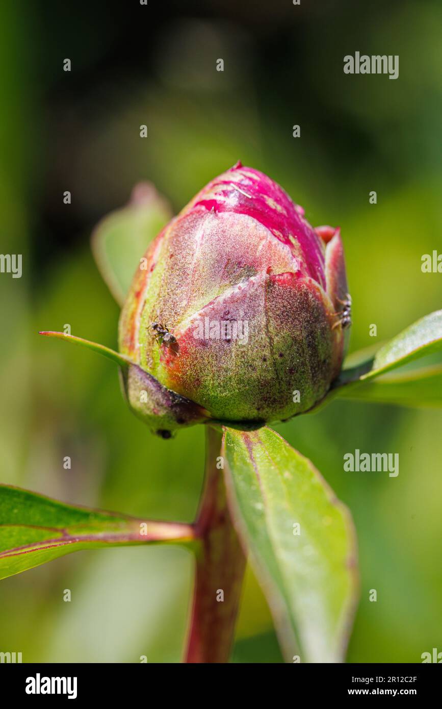 Macro photography of a peony Stock Photo - Alamy