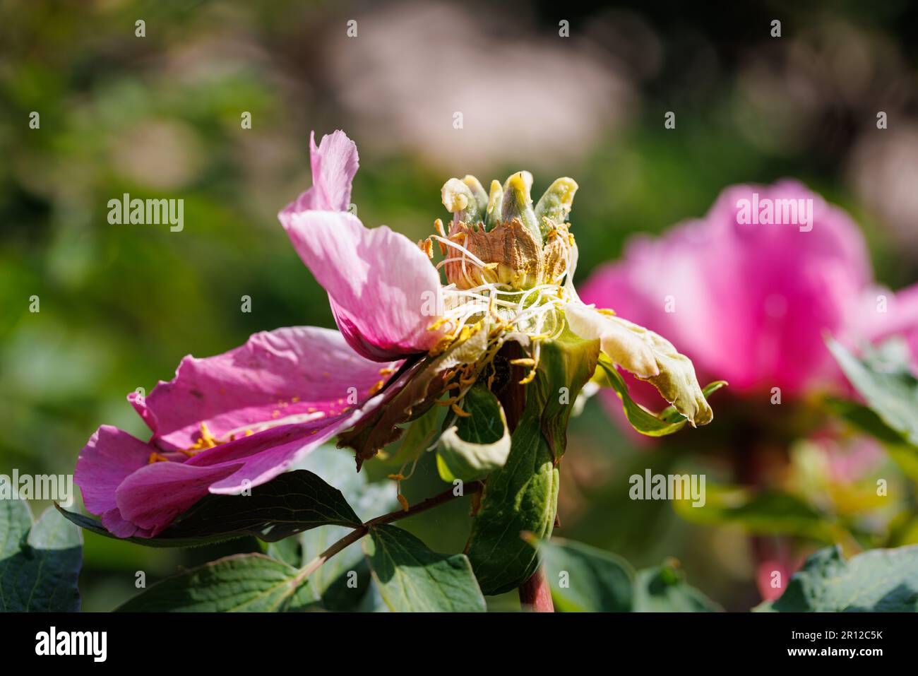 Macro photography of a peony Stock Photo - Alamy