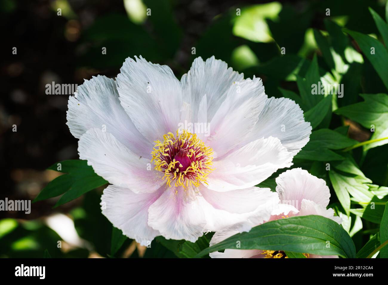 Macro photography of a peony Stock Photo - Alamy