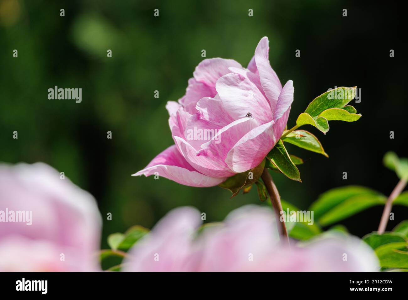 Macro photography of a peony Stock Photo - Alamy