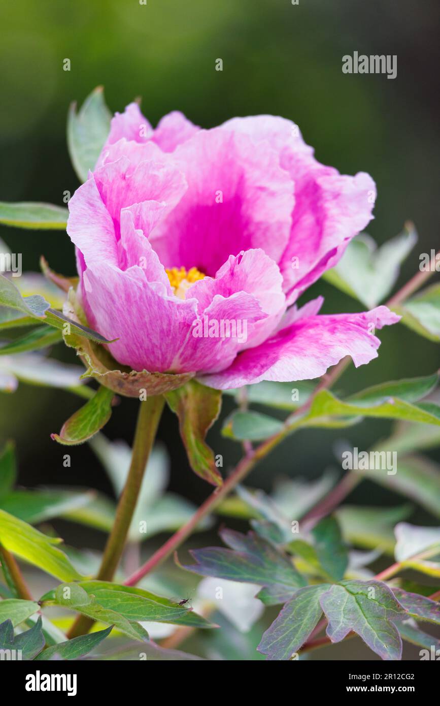 Macro photography of a peony Stock Photo - Alamy