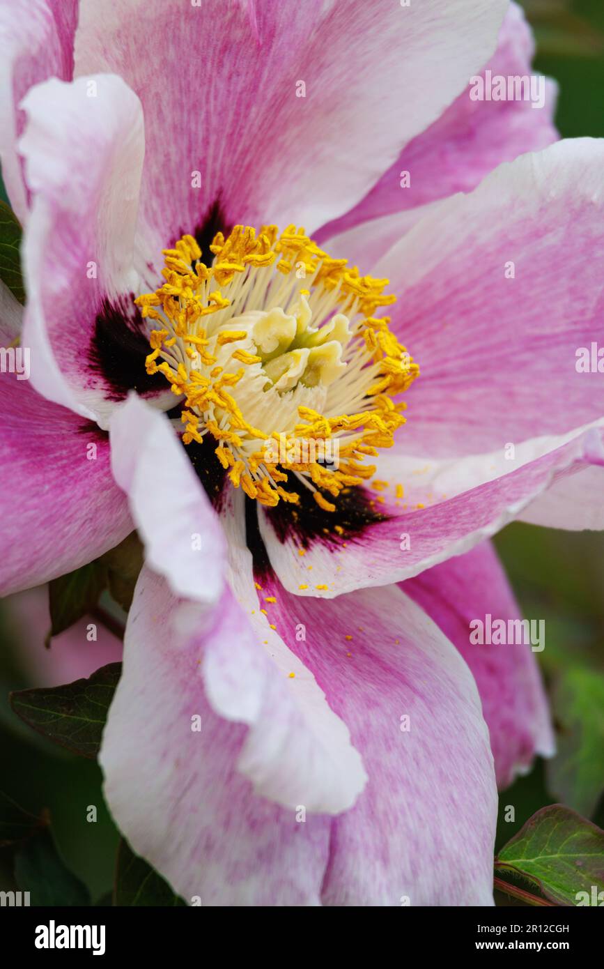 Macro photography of a peony Stock Photo - Alamy