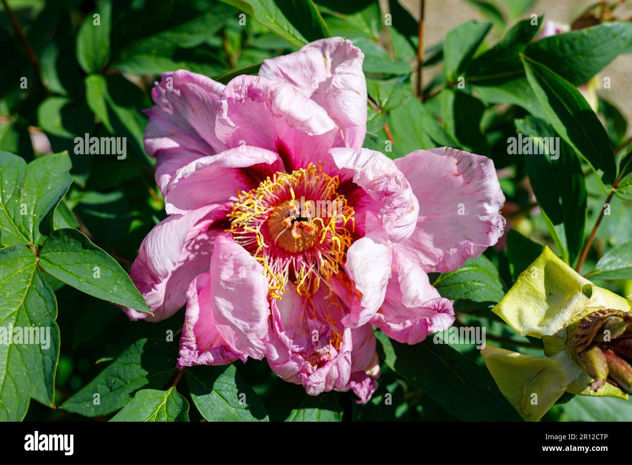 Macro photography of a peony Stock Photo - Alamy