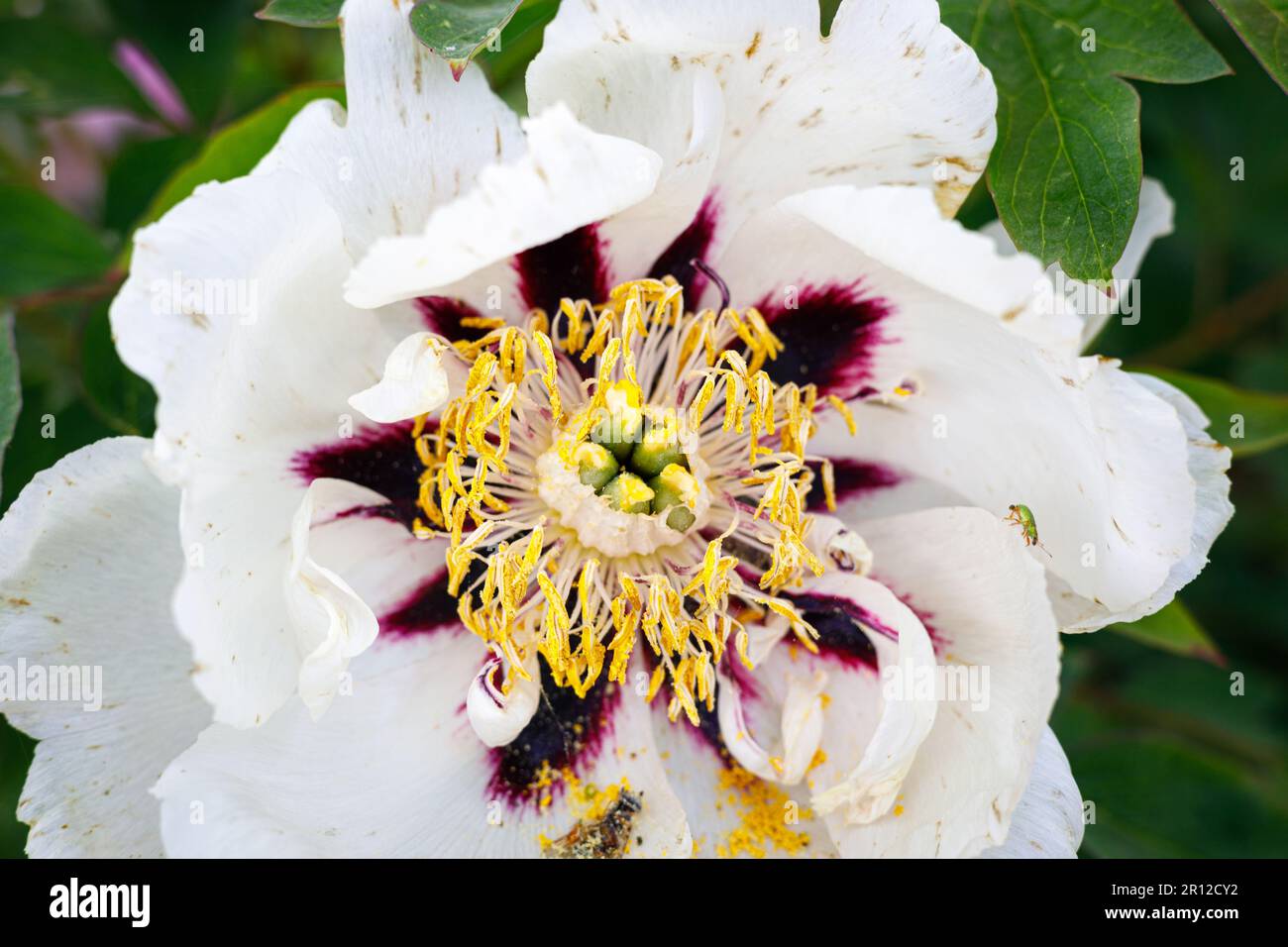 Macro photography of a peony Stock Photo - Alamy