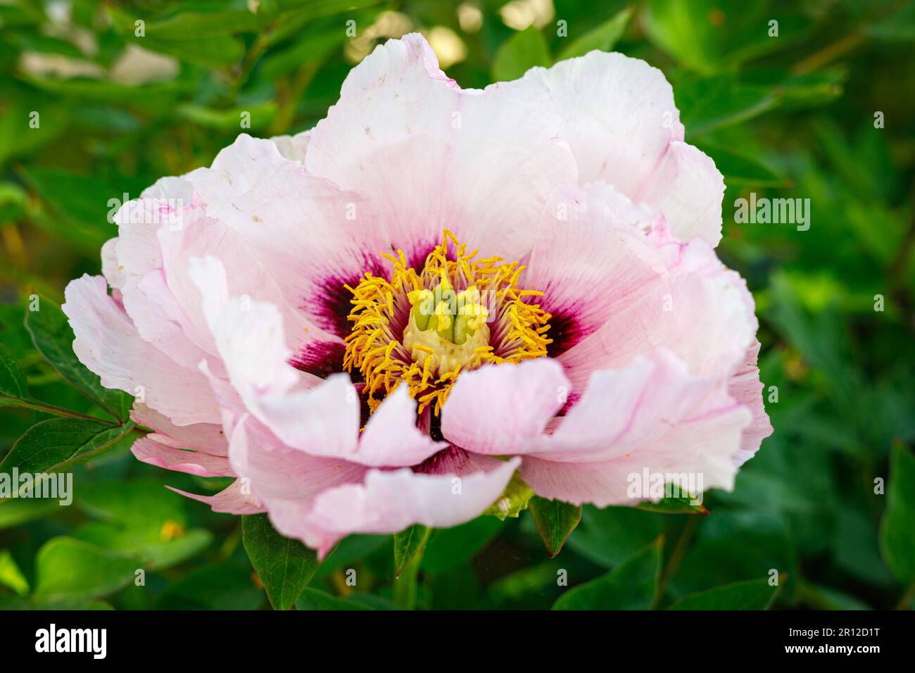 Macro photography of a peony Stock Photo - Alamy