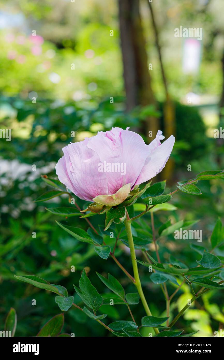 Macro photography of a peony Stock Photo - Alamy