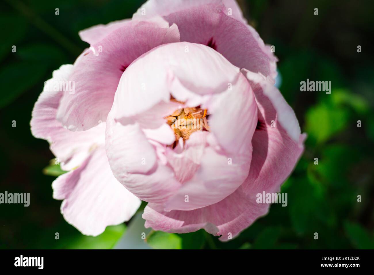 Macro photography of a peony Stock Photo - Alamy