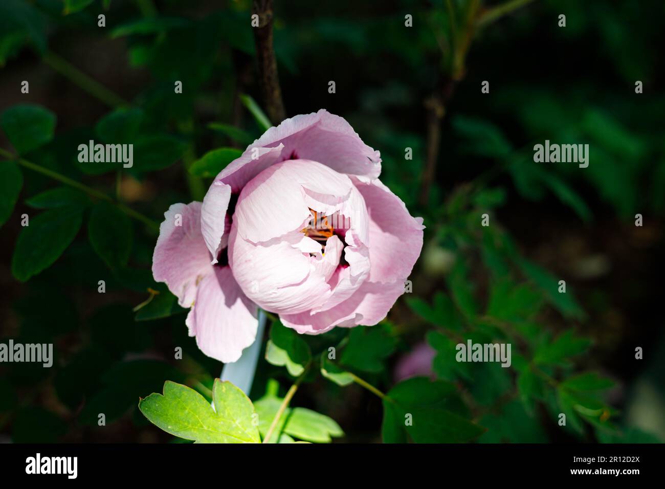 Macro photography of a peony Stock Photo - Alamy