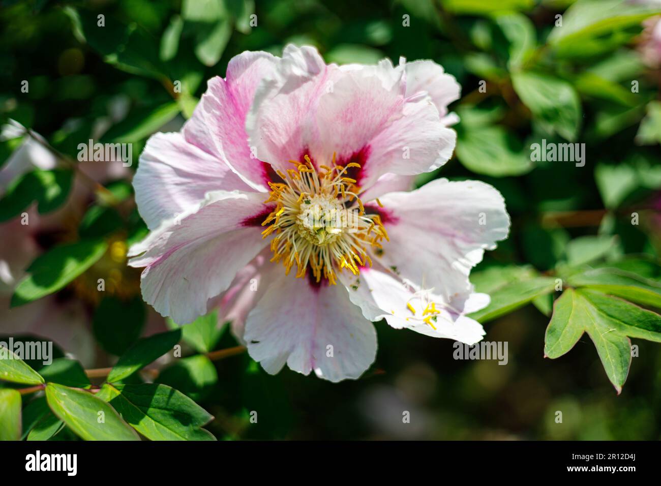 Macro photography of a peony Stock Photo - Alamy