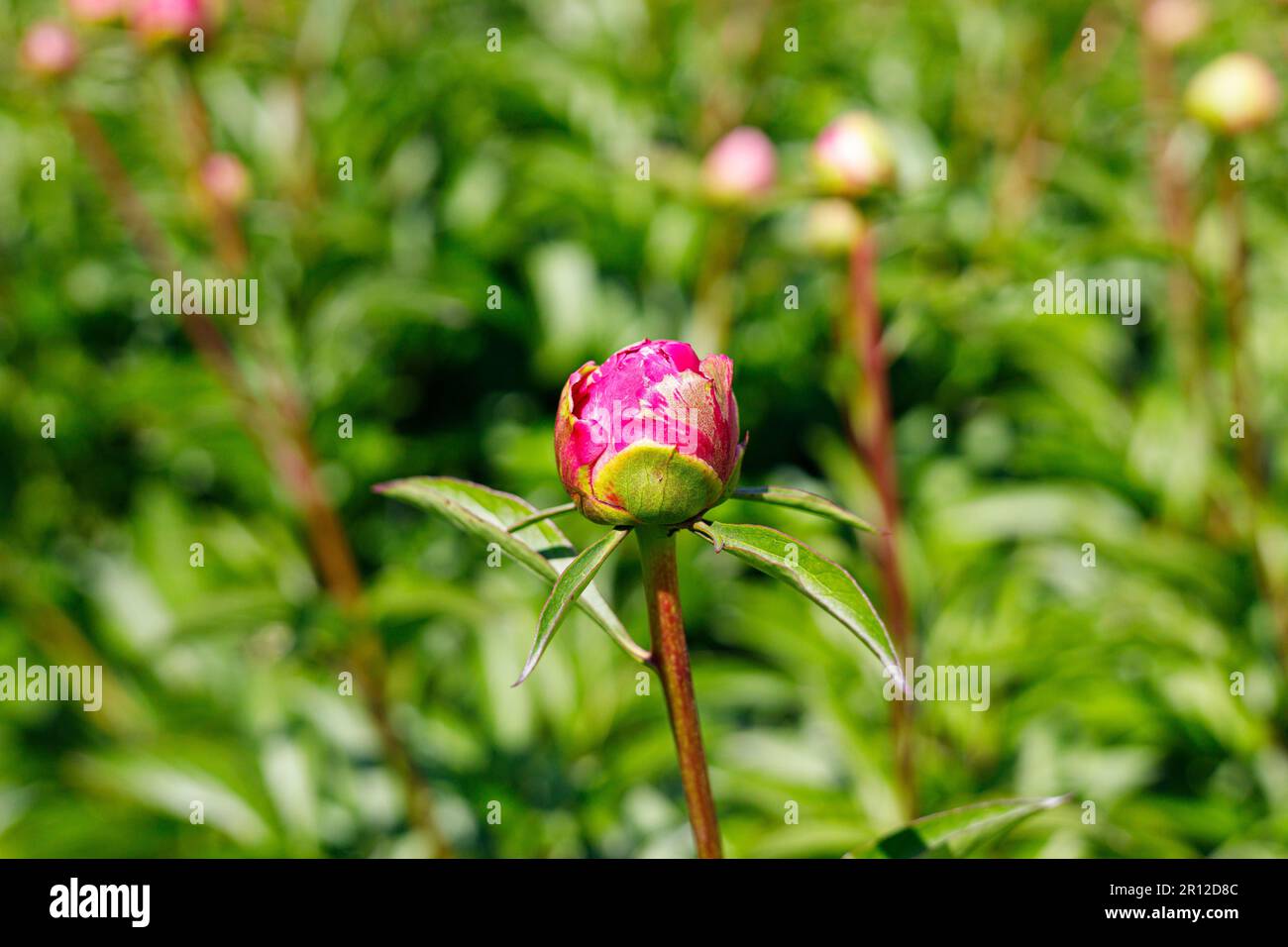 Macro photography of a peony Stock Photo - Alamy