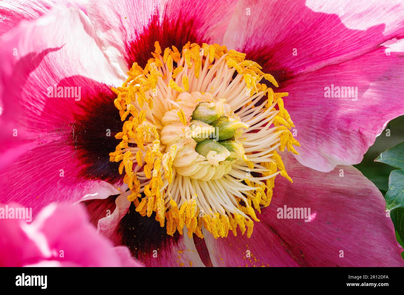 Macro photography of a peony Stock Photo - Alamy