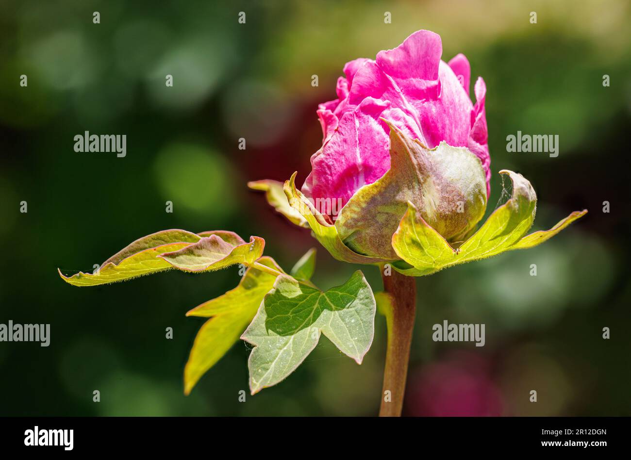 Macro photography of a peony Stock Photo - Alamy