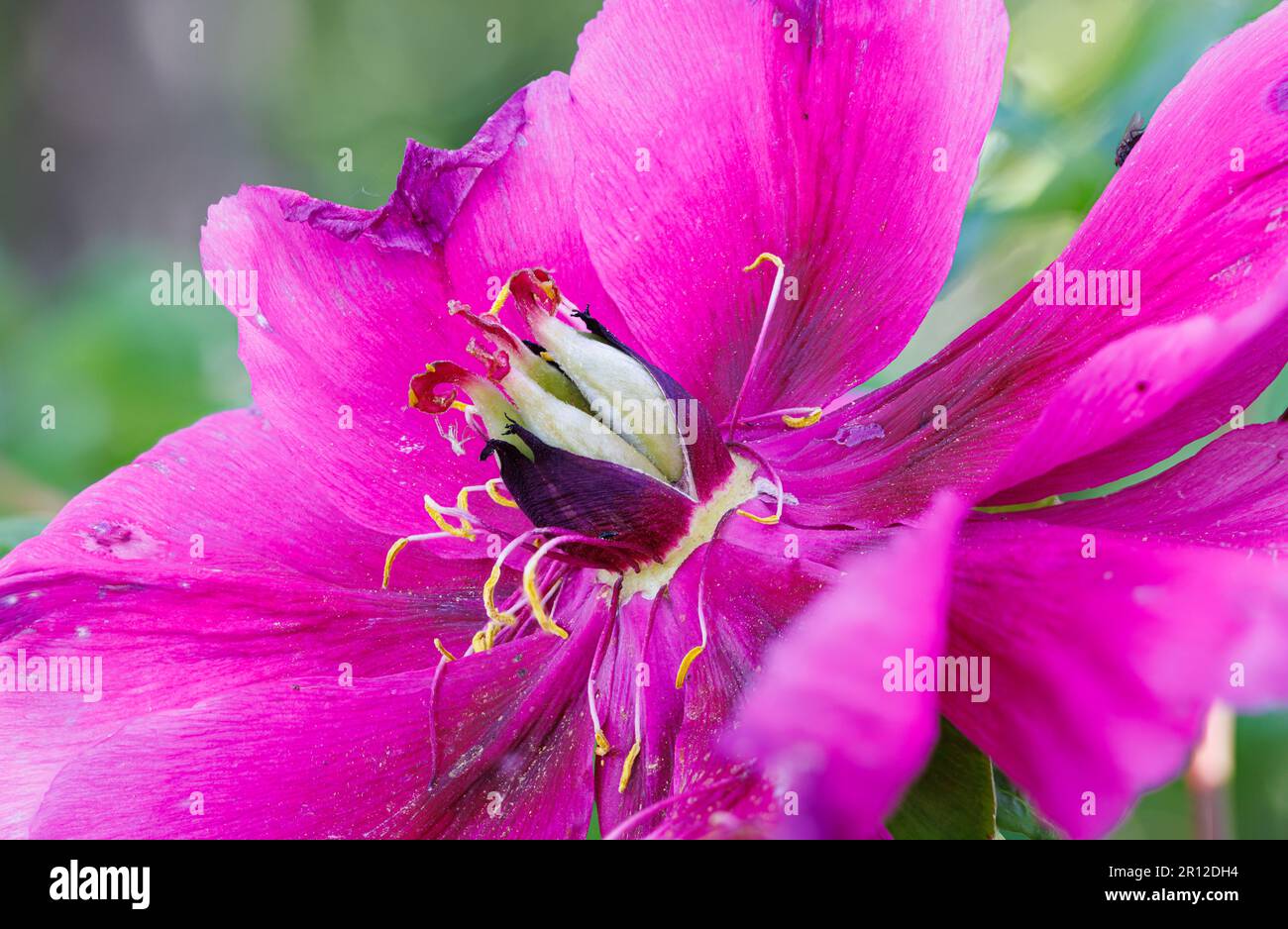 Macro photography of a peony Stock Photo - Alamy
