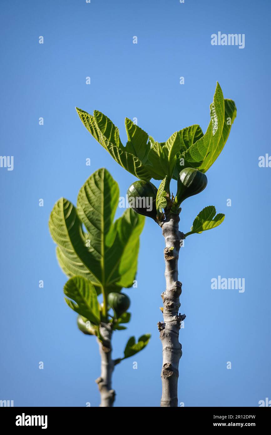 Fig tree branch with fresh leaves and green fruits close-up, blue sky ...