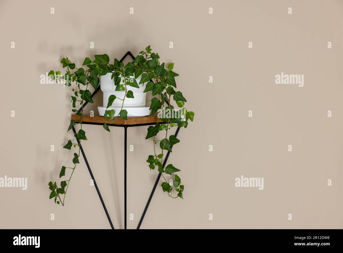 potted hedera helix or ivy plant on the wall shelf in the room. copy space Stock Photo