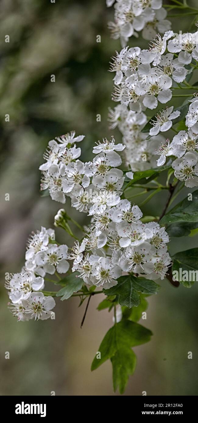 Upright white flowers hi-res stock photography and images - Alamy