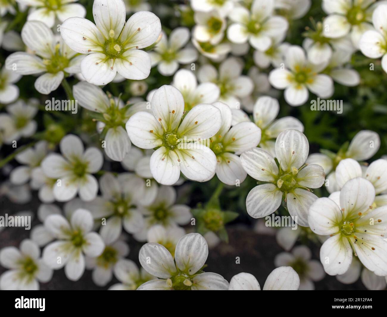 Closeup of multiple flowers of Saxifraga x arendsii ‘Touran White’ in a garden in Spring Stock Photo