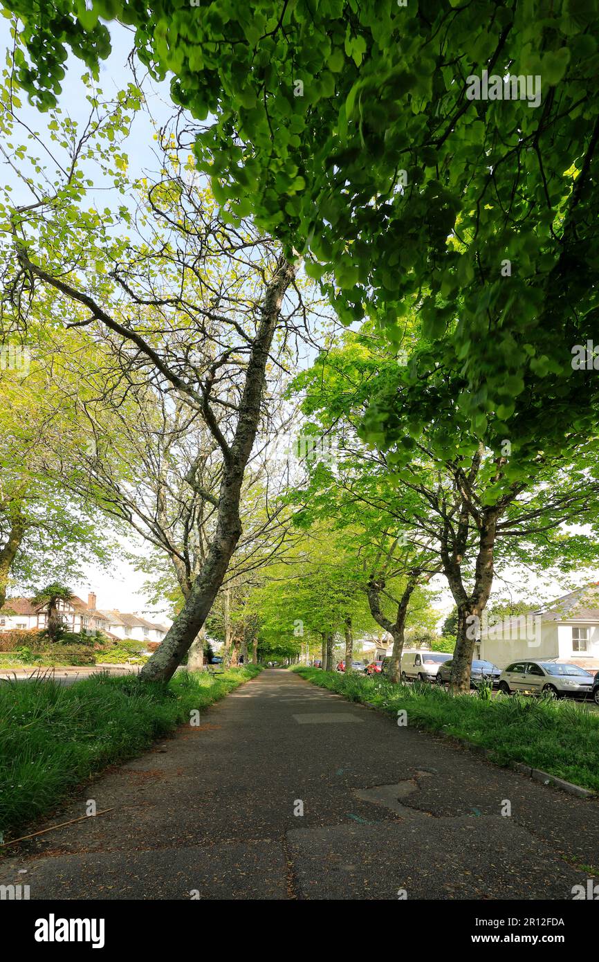 Tree covered walkway Stock Photo - Alamy