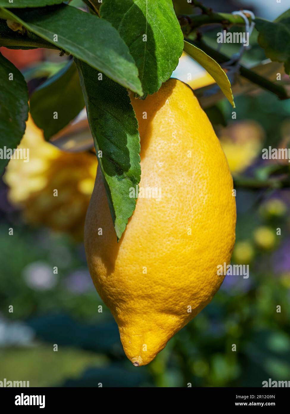 Close up of fresh lemon hanging from tree with leaves Stock Photo