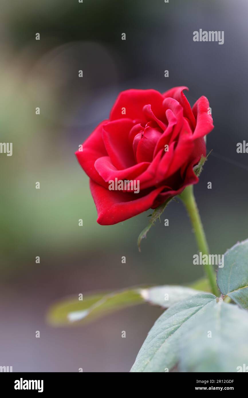 A vibrant, red rose in full bloom with a lush green leaf Stock Photo ...