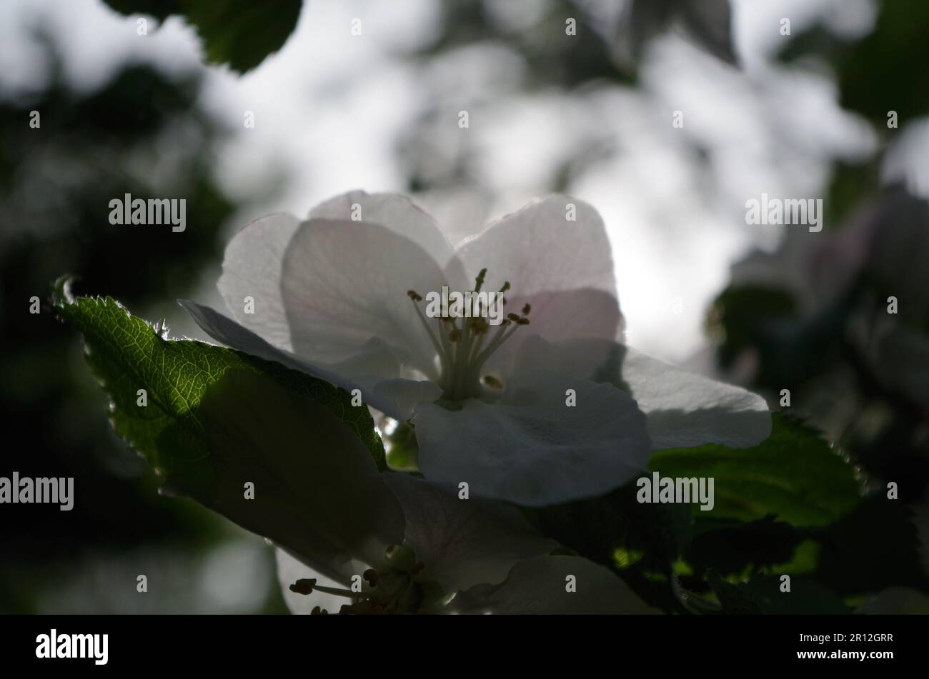 Blossom Apple Tree. Stock Photo