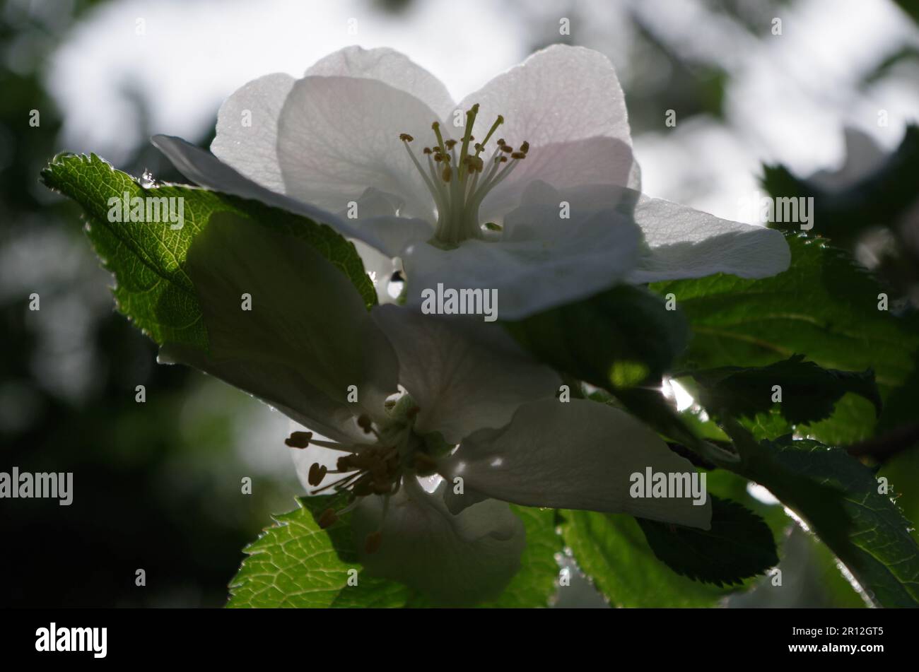 Blossom Apple Tree. Stock Photo