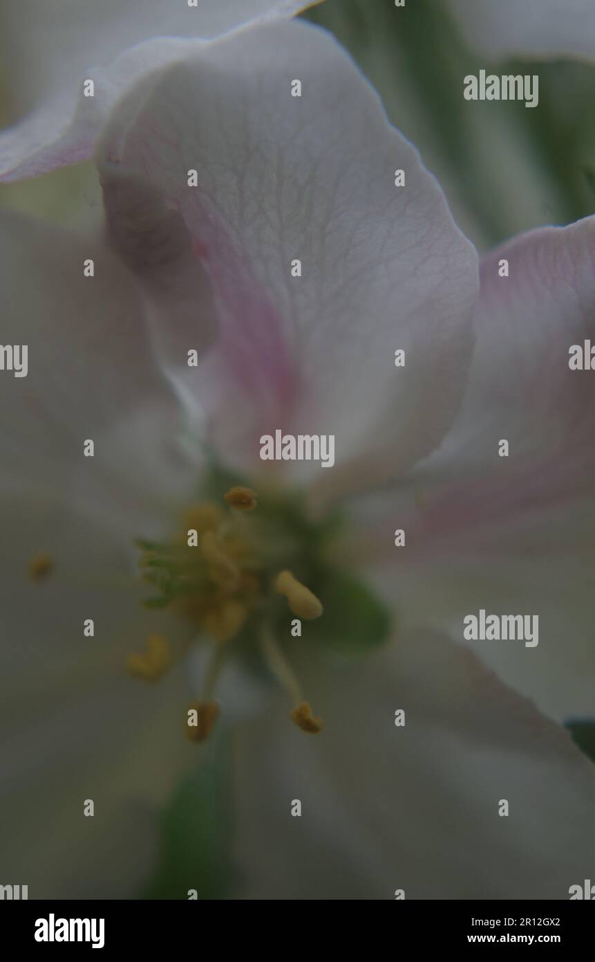 Blossom Apple Tree. Stock Photo