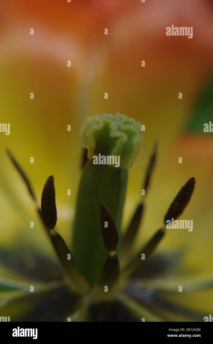 Tulip Flower in Macro Shot. Stock Photo