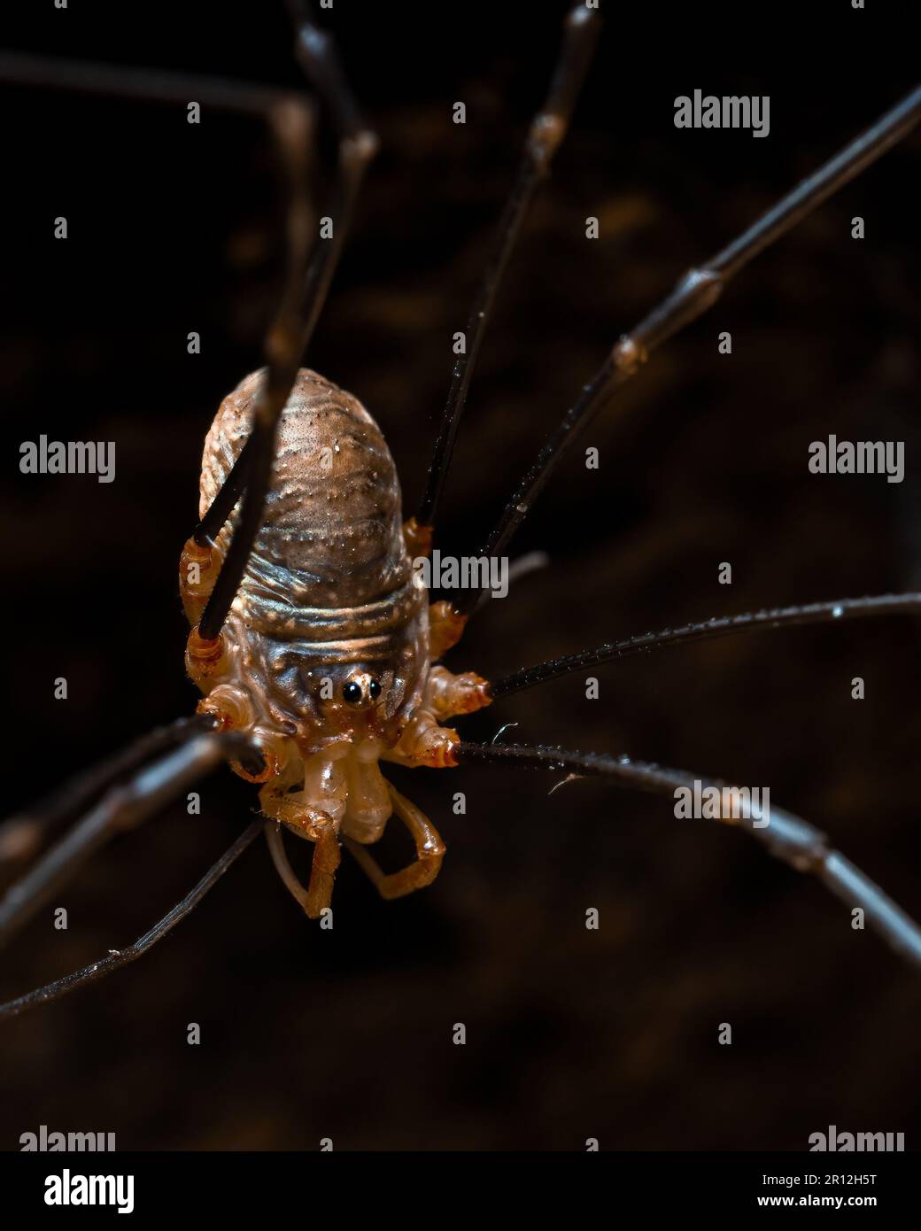 A macro shot of a tiny spider with its long limbs extended, perched on a dark background Stock Photo